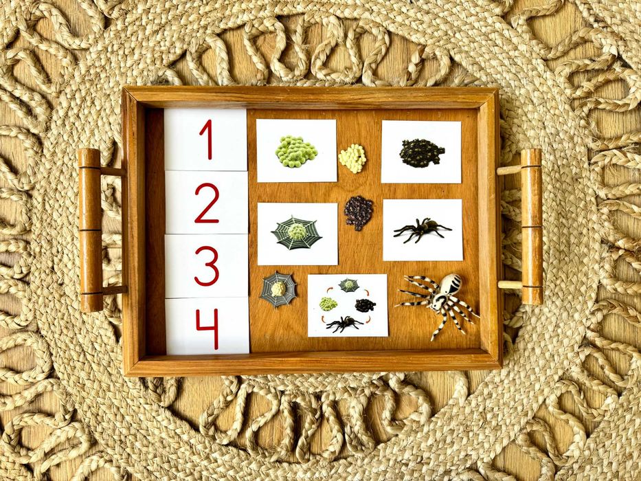 Ciclo de Vida - Aranha - Montessori