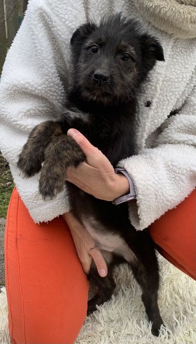 Цуценята в добрі ручки!