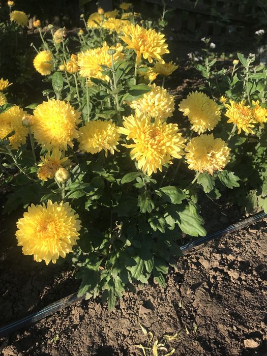 Продаж квітів на дому