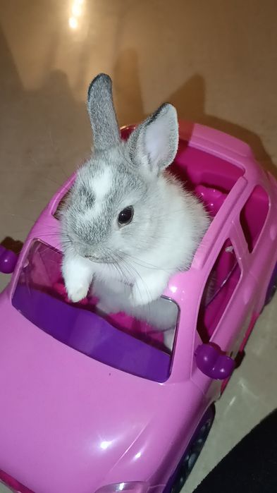 Coelhinha Mini Holandesa