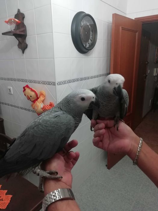 Papagaios Cinzentos de Cauda Vermelha