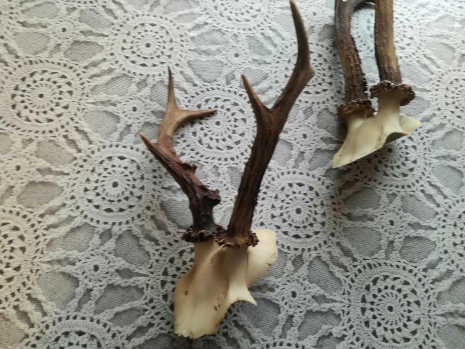 3 sztuki , ładnych kozłów