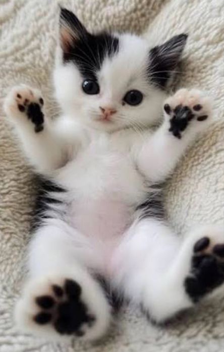 Da-se gatinhos bebes