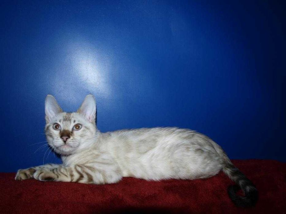 Распродажа. Девочка голубоглазая. Документы.