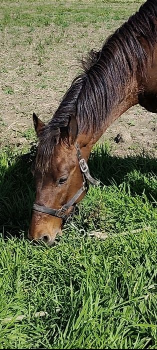 Raça de cabalo Arabio