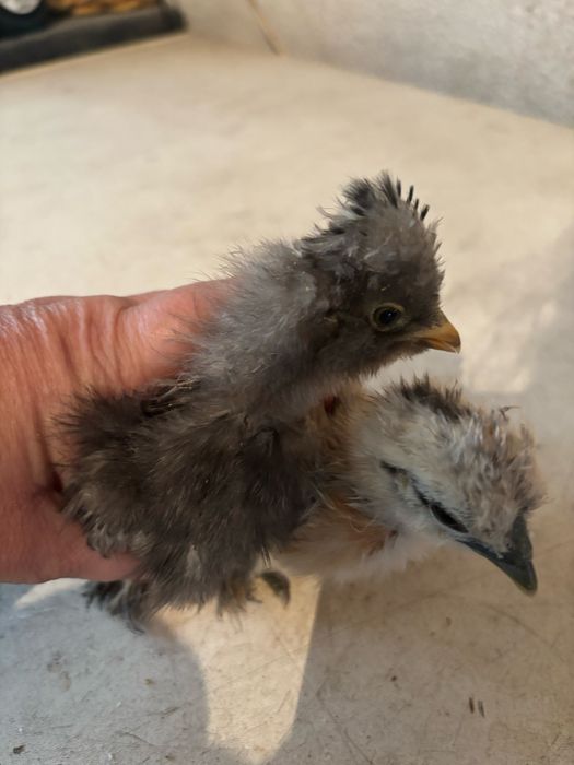 Vendo sedosas do japao e legorne