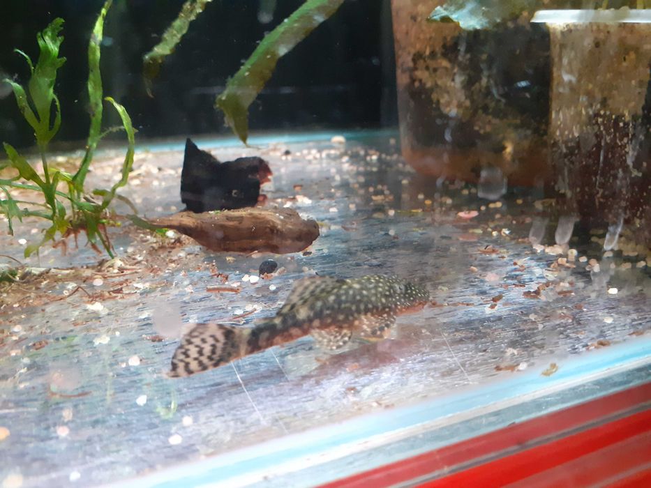 Glonojady niebieskie