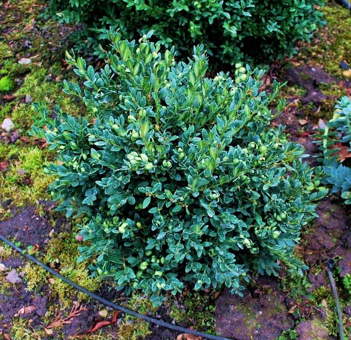Bukszpan 'Green Mound' Buxus 058
