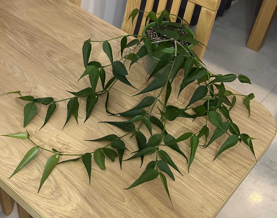 Hoya Polyneura Vietnam ze zdjęcia, piękna, duża, OKAZ