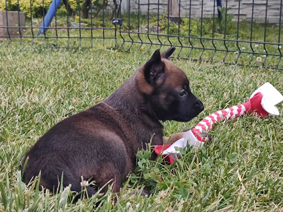 Owczarek Belgijski Malinois FCI