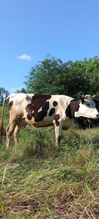 Корова первістка