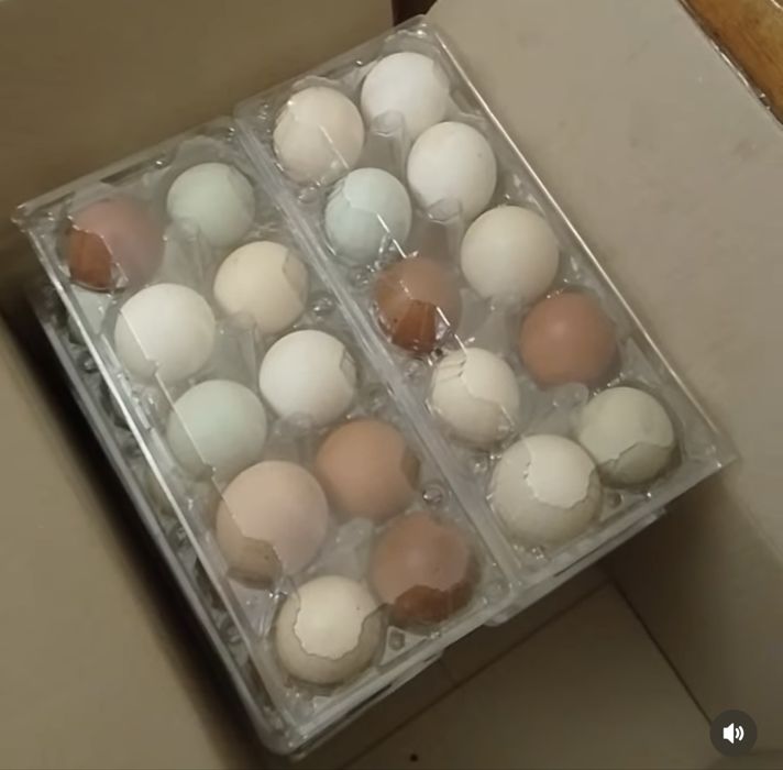 Продам разноцветное столовое яйцо