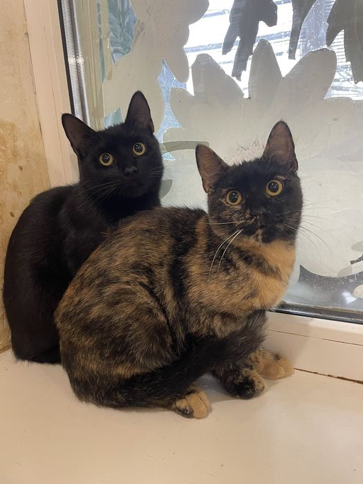 Отдам чёрного котенка, мальчик, 6 месяцев, котенка черепахового окрас,