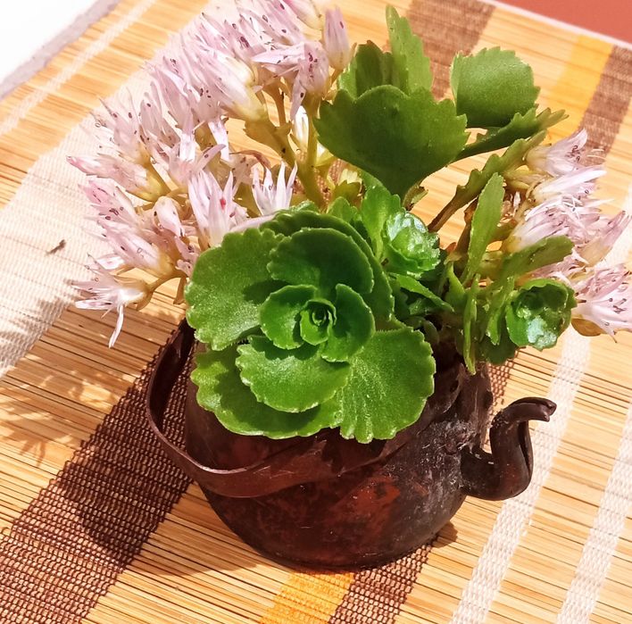 Mini Garden zestaw mini kaktusów w imbryczku żelaznym