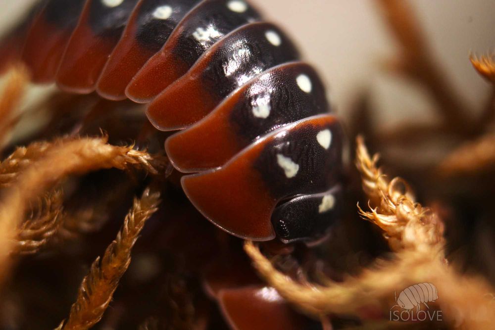 Armadillidium klugii "Montenegro", równonogi, isopoda.