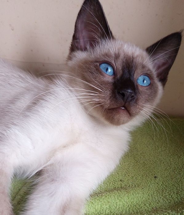 Котенята Тайської породи