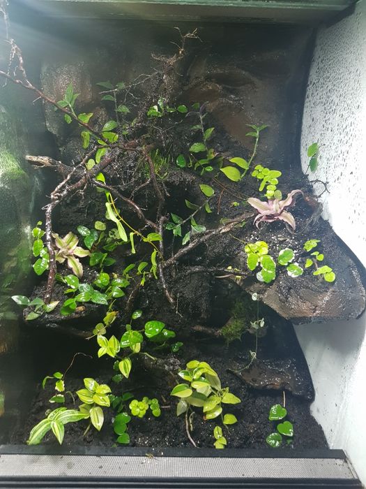 Terrarium tropikalne wysoka jakość