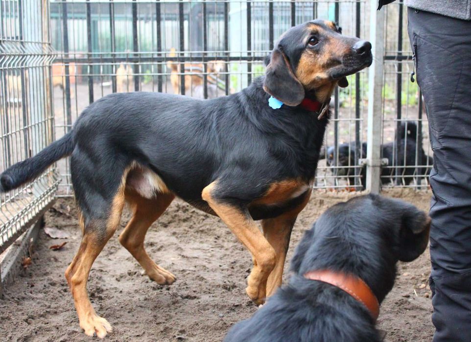 Szarnek - przyjazny i kontaktowy, dla aktywnej rodziny