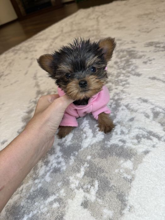 Бебі фейс міні йорк