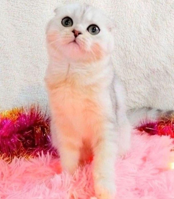 Срібна шиншила хлопчик красунчик Фолдик