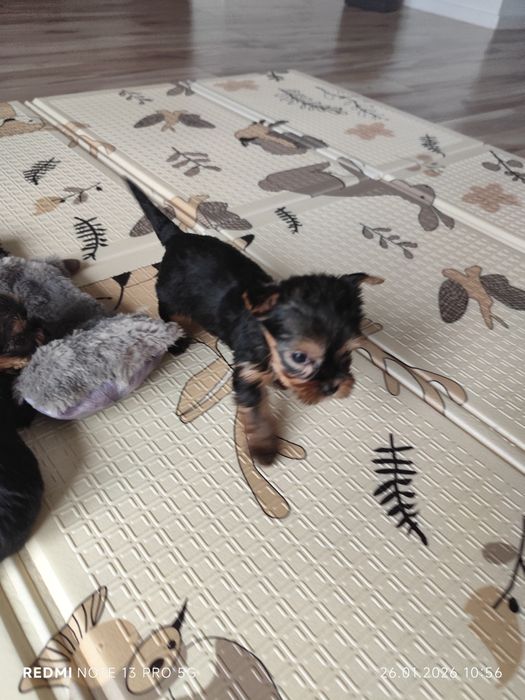 York sunia gotowa do odbioru metryka czip wyprawka