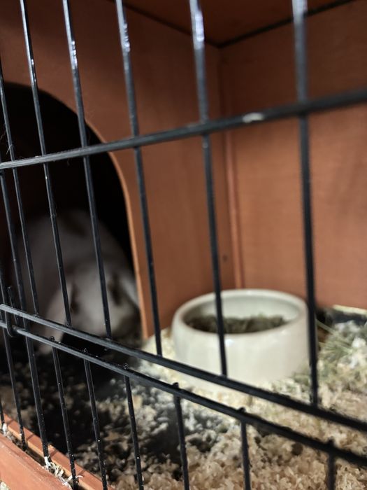 Kit coelho mini Lop bellier