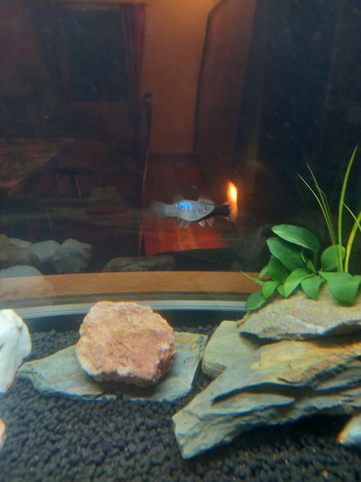 Ofereço Peixe Espada/Swordtail