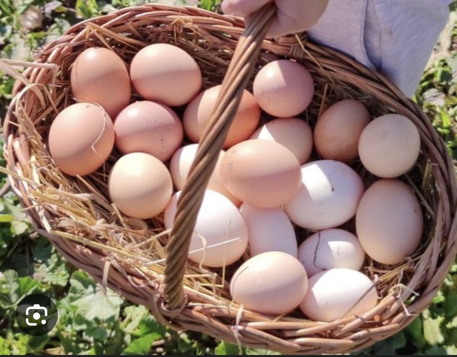 Ovos caseiros de galinha e garniza