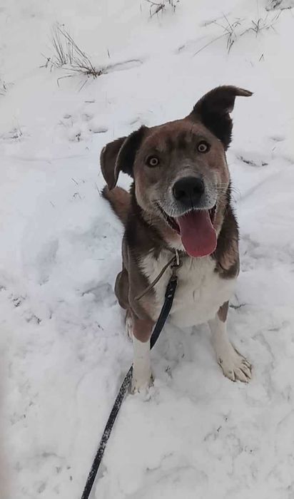 Трамп даром в добрі руки Він чекає на свою родину в притулку.