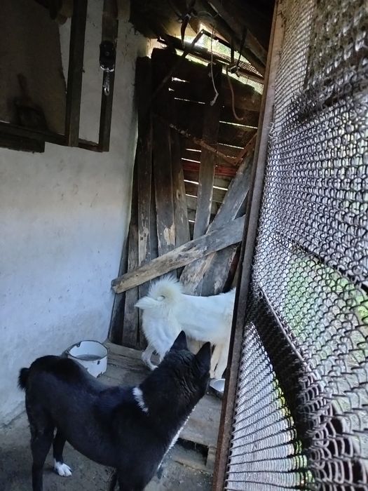 Продається руськоєвропейська  лайка кабель 1, рік 9 місяців