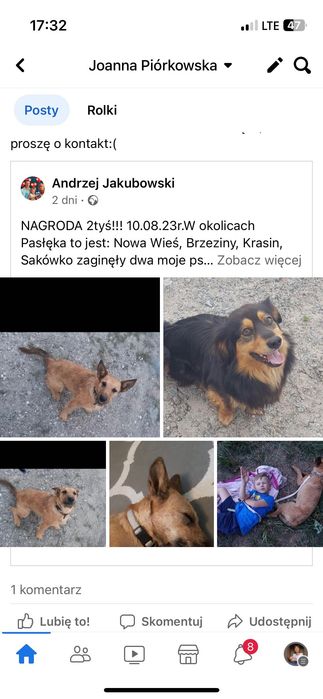 Zaginął pies/ psy w okolicach: Pasłęk, Rychliki, Kwietniewo, Dzierzgoń
