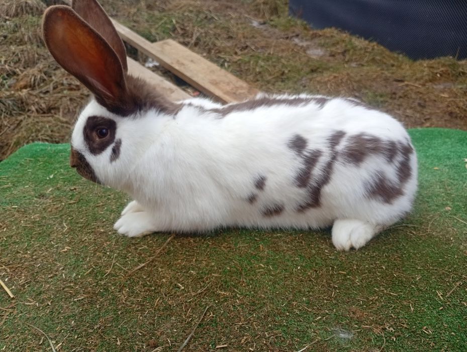 Witam sprzedam króliki osh