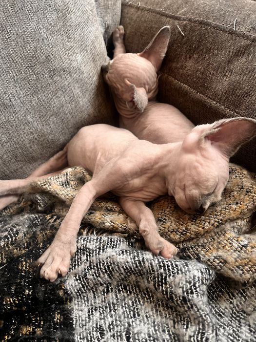 Gato sphynx macho disponivel