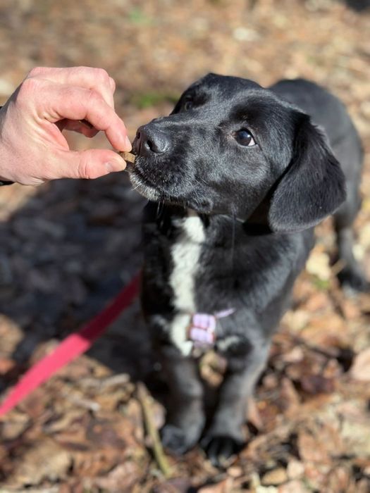 Młoda, urocza Omulew szuka rodziny na zawsze