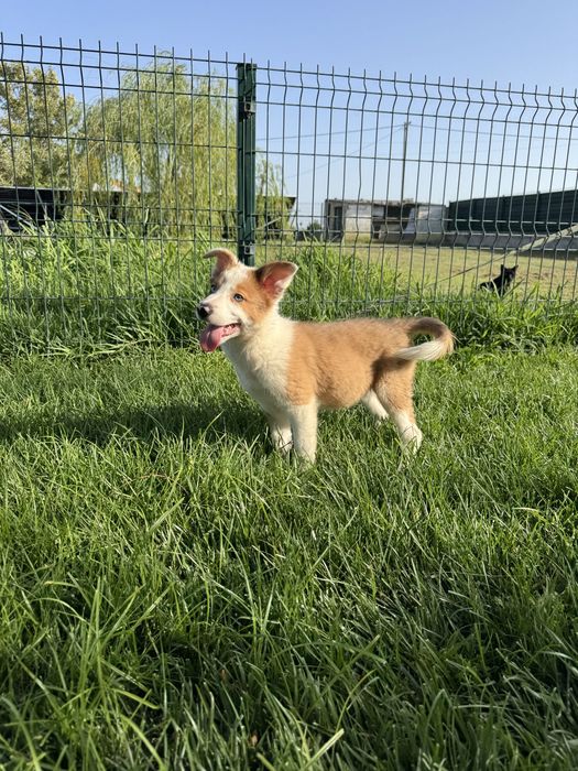 Border Collie Fêmea RedMerle Fofa