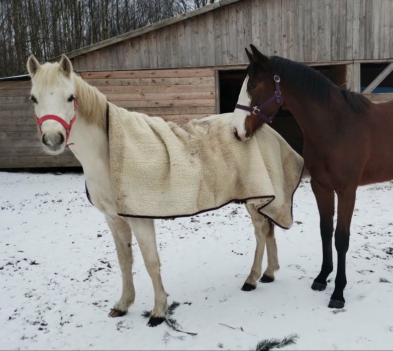 Klacz walijska Zadra