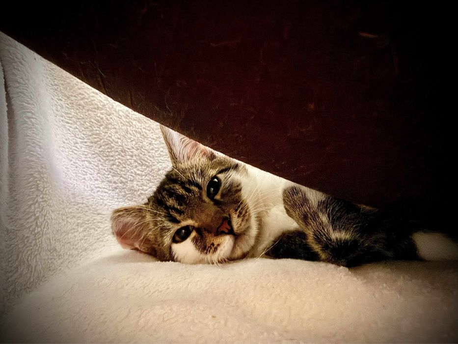 Kochany Lufcik zwany Statywem ma trzy łapki…