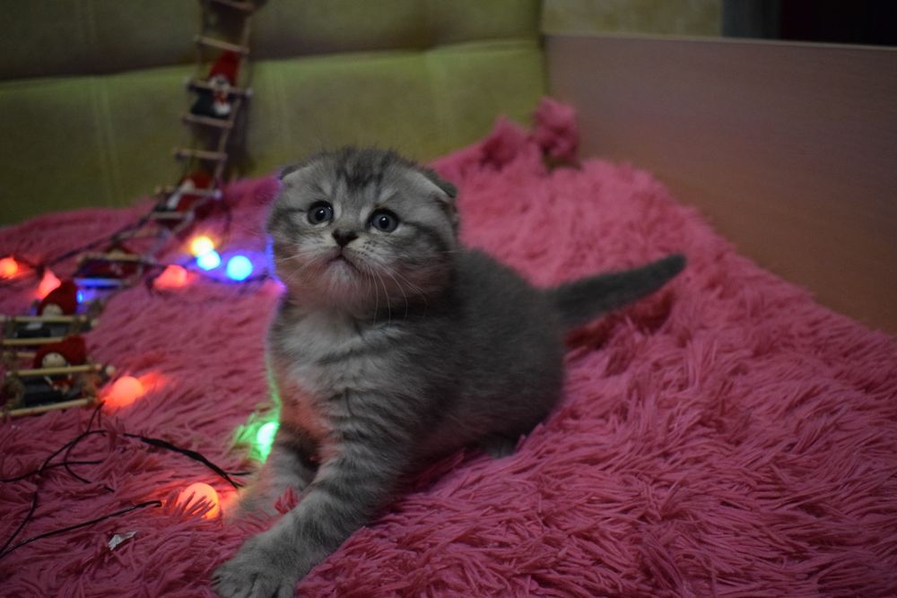 Шотландські кошенята, котенок, котята  срібляста шиншила  фолд страйт