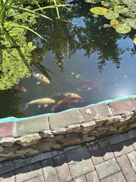 Karp koi kolorowe