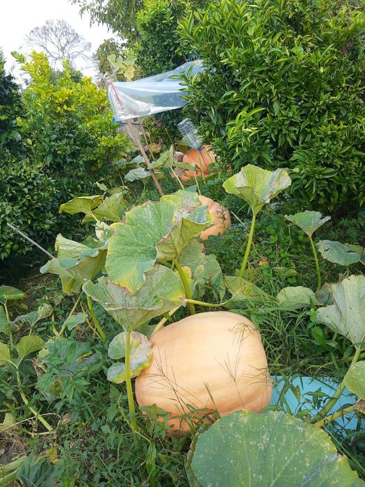 Pés de abóbora gigante