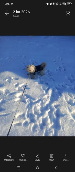 Oddam pieska do adopcji ma na imię Simba