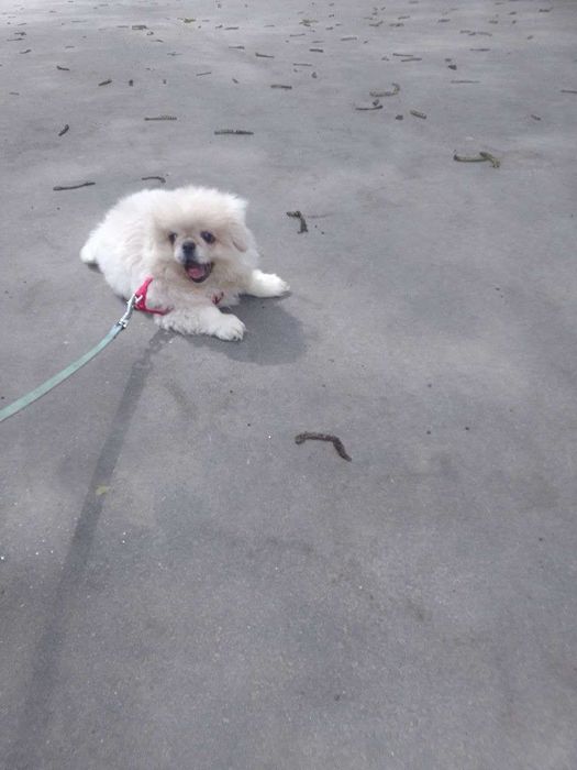 Продам пекінеса.