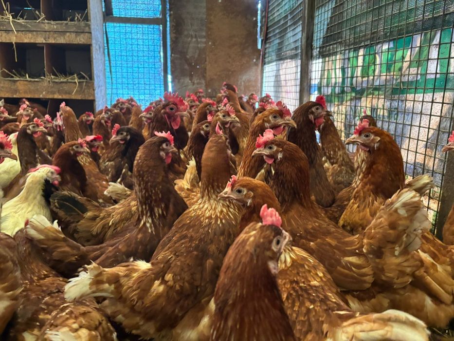 Kury nioski 24 tygodni już się niosą