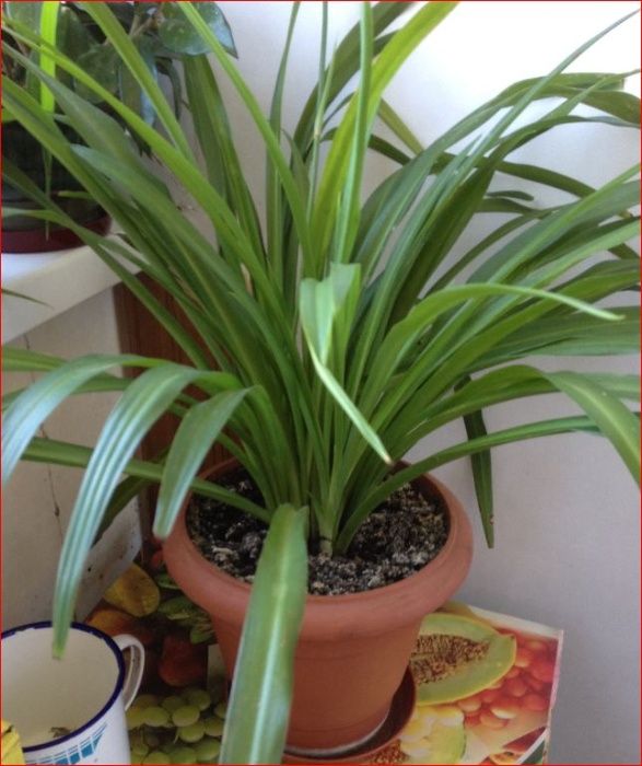 Хлорофитум хохлатый (Chlorophytum comosum)