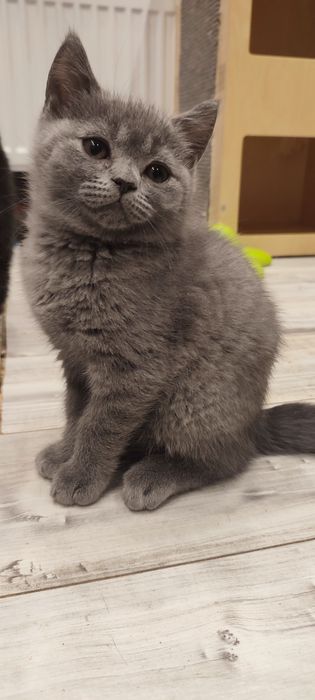 Kocurek brytyjski krótkowłosy