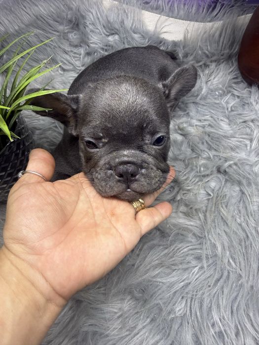 “MENINO”Buldogue Frances “Blue Sólido”
