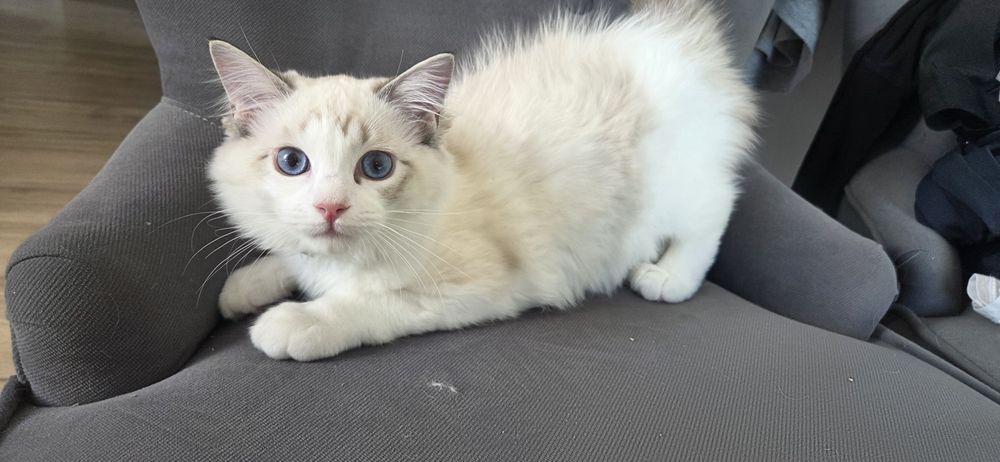 PIĘKNY Kot RAGDOLL z rodowodem FPL