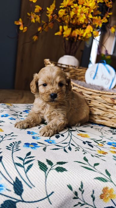 REZERWACJA**Cockapoo** uroczy piesek !