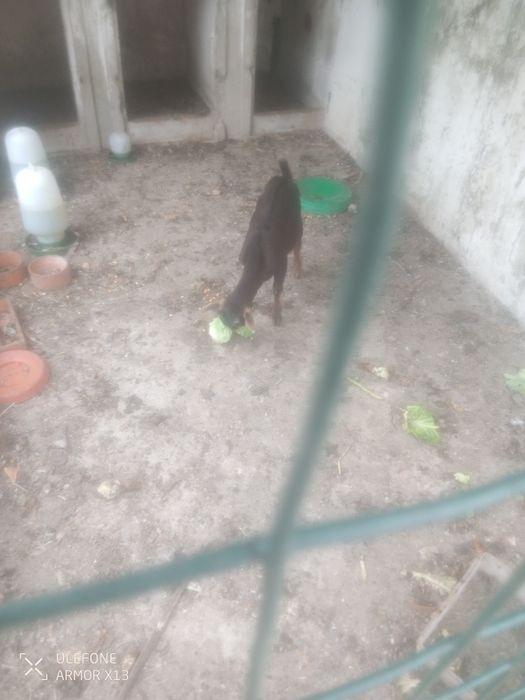 Para venda cabrito