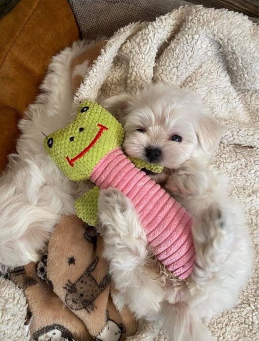 Maltańczyk szczenie